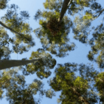 ¿Cuál es la importancia de los bosques para mitigar el cambio climático?