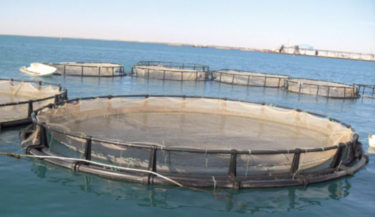 FireShot Capture 3795 - La Legislatura de Tierra del Fuego aprobó la ley de acuicultura so_ - [noticiasargentinas.com]