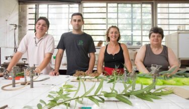 Los-arboles-como-energia-alternativa