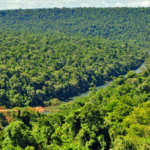 Provincias contra el Estado Nacional: la Corte Suprema interviene en la disputa por la protección de los bosques