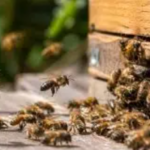 Día Mundial de las Abejas: la importancia de este insecto clave para la biodiversidad y la seguridad alimentaria global