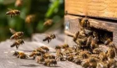 FireShot Capture 4272 - Día Mundial de las Abejas_ la importancia de este insecto clave pa_ - [noticiasambientales.com]